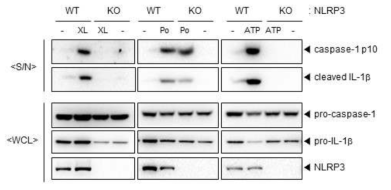 X-DNA에 의한 caspase-1 및 IL-1beta 생성 경로에서의 NLRP3의 영향