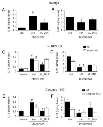 DNCB/HDM 유도 마우스 아토피피부염 모델에서 X-DNA에 의한 inflammasome 경로 조절에서의 NLRP3와 caspase-1의 역할