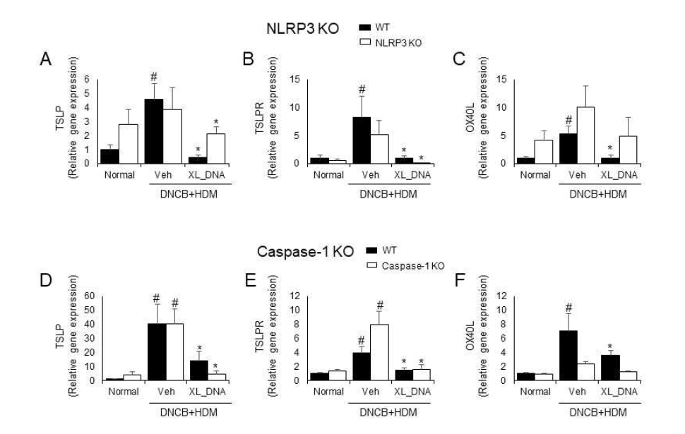 DNCB/HDM 유도 마우스 아토피피부염 모델에서 X-DNA에 의한 TSLP 조절에서의 inflammasome 경로의 역할