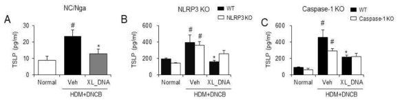 DNCB/HDM 유도 마우스 아토피피부염 모델에서 X-DNA에 의한 TSLP 단백질 분비 조절에서의 inflammasome 경로의 역할