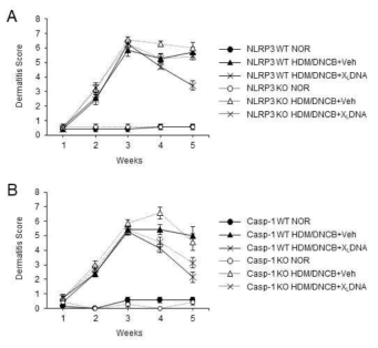 NLRP3 또는 caspas-1 넉아웃 마우스에서의 X-DNA에 의한 아토피 피부염 지표 개선 효과