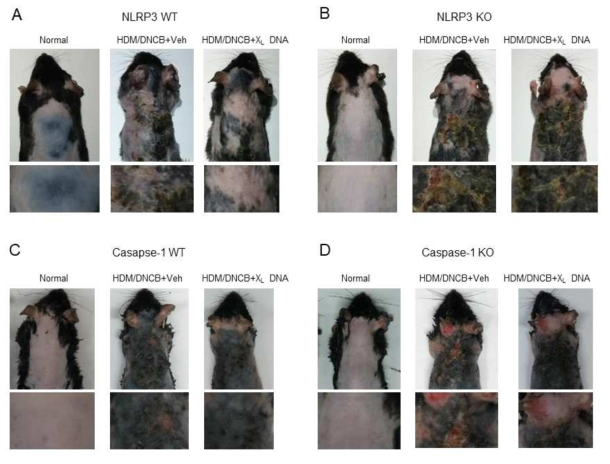 DNCB/HDM 유도 마우스 아토피피부염 모델에서 X-DNA에 의한 아토피 피부염 개선 효능에 대한 inflammasome 경로의 역할