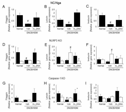 DNCB/HDM 유도 마우스 아토피피부염 모델에서 X-DNA에 의한 피부장벽보호 인자 발현 조절에 대한 inflammasome 경로의 역할