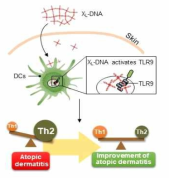 X-DNA에 의한 아토피 피부염 개선 효과 기전