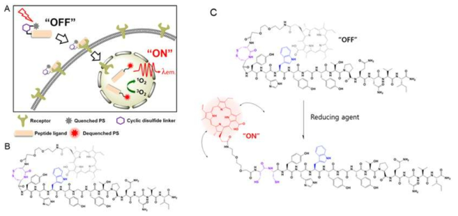 환원형 이황화 연결자를 갖는 광감각제-펩타이드 결합체인 C-EGFR의 모식도 및 구조. E-EGFR에 포함