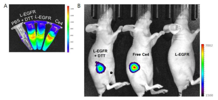 (A) microtube에서의 형광 영상. L-EGFRsense만 존재할 때보다 이황화결합 환원제인 dithiothreitol