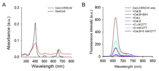 (A) Ce4-CRRCW와 free Ce4의 UV/vis 흡광 스펙트럼. (B) 표적 암세포 내에 존재하는 환원제와 효소