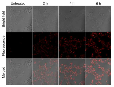 표적으로 하는 SCC7 세포에 대한 표적 성능 및 형광 활성화 성능을 시험한 결과. Ce4-CRRCW를 각 시