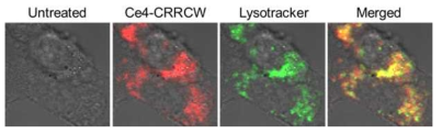 SCC7 세포에 Ce4-CRRCW를 6시간 동안 처리 한 후, 세포내 위치를 확인하기 위해 Lysotracker를 처리