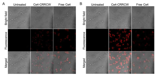 SCC7 세포에 Ce4-CRRCW와 free Ce4를 (A) 6시간 동안, (B) 24시간 동안 각각 처리 한 후, washing하