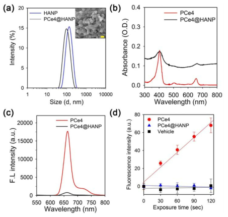 합성된 PCe4의 광학적 특성. (A) HANP와 PCe4@HANP의 hydrodynamic size. (B) HANP와 PCe4@HANP의