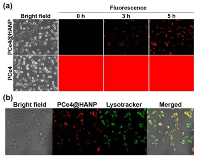 (A) SCC7 세포에 PCe4@HANP와 PCe4를 각각 처리한 후, washing과정 없이 3시간, 5시간이 경과한 후