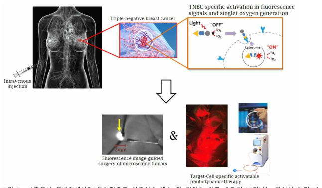삼중음성 유방암에서만 특이적으로 형광신호 생성 및 광역학 치료 효과가 나타나는 활성형 쎄라그노