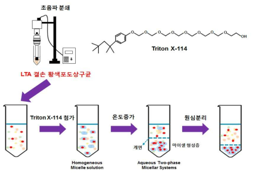 LTA 결손균주에서 지질단백질 정제