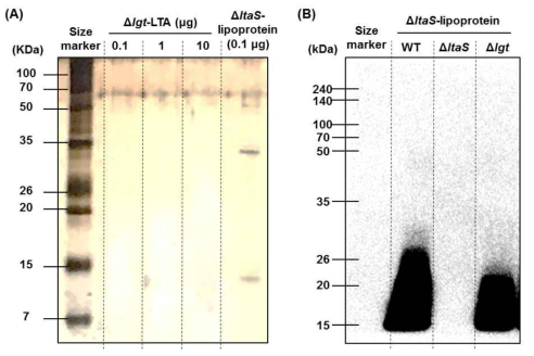 정제된 지질단백질-free LTA와 LTA-free 지질단백질의 상호오염 확인 (A) 은염색법을 이용한 지질단백질-free LTA에서의 지질단백질 오염여부 확인, (B) Western blotting을 통한 LTA-free 지질단백질에서의 LTA 오염여부 확인