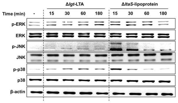지질단백질 또는 LTA에 의한 숙주세포 내 MAP kinase 활성 비교 분석