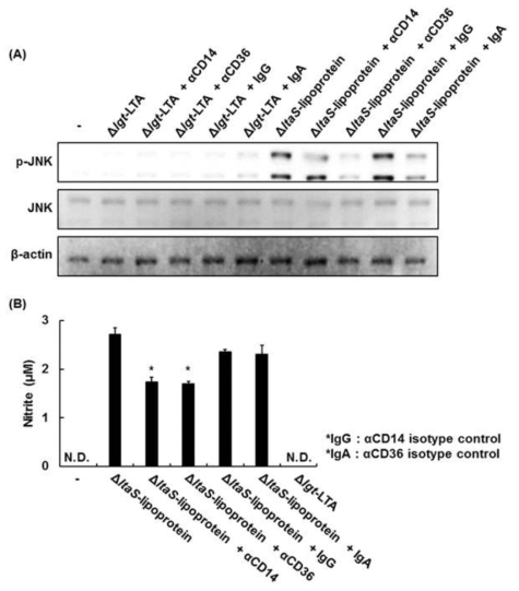 지질단백질에 의한 숙주세포의 신호전달 및 NO생성에서 CD14와 CD36의 역할규명 연구 (A) 지질단백질에 의해 유도된 JNK인산화에 대한 CD14와 CD36의 역할규명, (B) 지질단백질에 의해 유도된 NO생성에서 CD14와 CD36의 역할규명