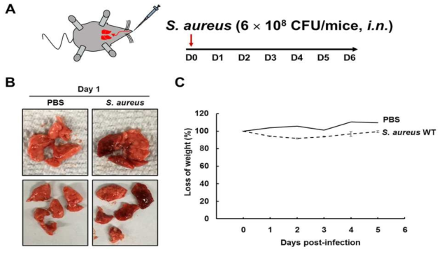 황색포도상구균의 비강감염을 통한 마우스 폐렴모델 확립 (A) 황색포도상구균으로 인한 마우스 폐렴모델 실험 모식도, (B) 황색포도상구균의 비강감염으로 인한 폐 병변 관찰, (C) 황색포도상구균 비강감염으로 인한 마우스 체중 감소 그래프