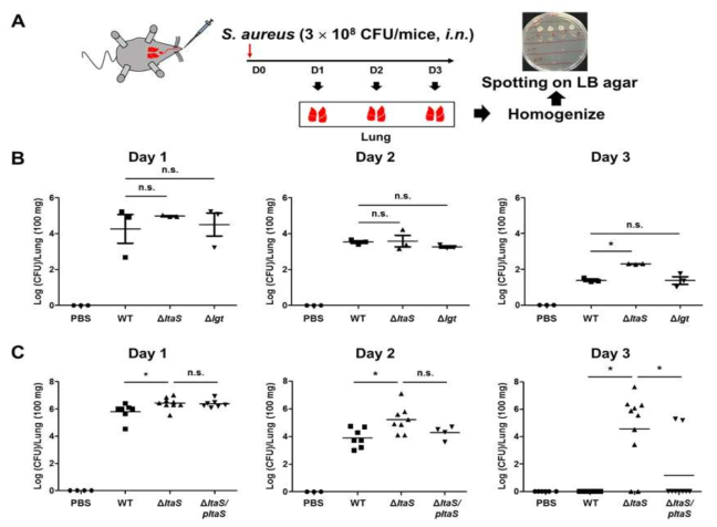 황색포도상구균의 생체 조직 내 침투 및 전파에서 지질단백질과 LTA의 역할 규명 연구 (A) 폐 조직에 침투한 황색포도상구균의 집락형성정도 확인 실험과정, (B) 야생형, LTA 결손균주, 지질단백질 결손균주의 마우스 폐 조직 내 세균집락형성 비교, (C) 야생형, LTA 결손균주, LTA 보완균주의 마우스 폐 조직내의 세균집락형성 비교