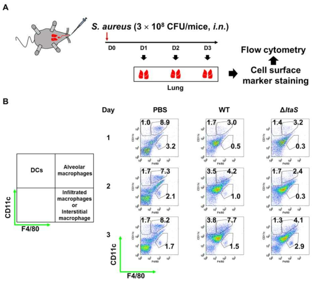 황색포도상구균 감염시 LTA로 인한 특정세포 유입 양상 비교 (A) 황색포도상구균에 의한 폐 조직내 특정세포 유입 양상 비교를 위한 실험 모식도, (B) 야생형, LTA 결손균주 감염에 의한 마우스 폐 조직내 특정세포 유입 양상 비교