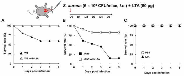 황색포도상구균 감염시 정제된 LTA의 병용주입을 통한 LTA의 역할 규명 연구 (A) 황색포도상구균 야생형 비강감염시 정제된 LTA 병용주입을 통한 마우스 생존율 분석, (B) LTA 결손균주 비강감염시 정제된 LTA 병용주입을 통한 마우스 생존률 분석, (C) 정제된 LTA 단독으로 비강 투여시 마우스 생존률 분석