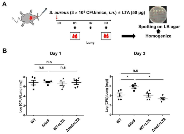 정제된 LTA 병용주입에 따른 황색포도상구균의 생체조직내로 침투 및 전파 양상 변화 연구 (A) 황색포도상구균 비강감염시 정제된 LTA 병용주입을 통한 폐 조직 내 세균집락형성 변화 여부 관찰을 위한 실험과정, (B) 황색포도상구균 야생형 또는 LTA 결손균주 단독 비강감염 과 정제된 LTA와 병용투여에 의한 마우스 폐 조직 내 세균집락형성 비교 변화 분석