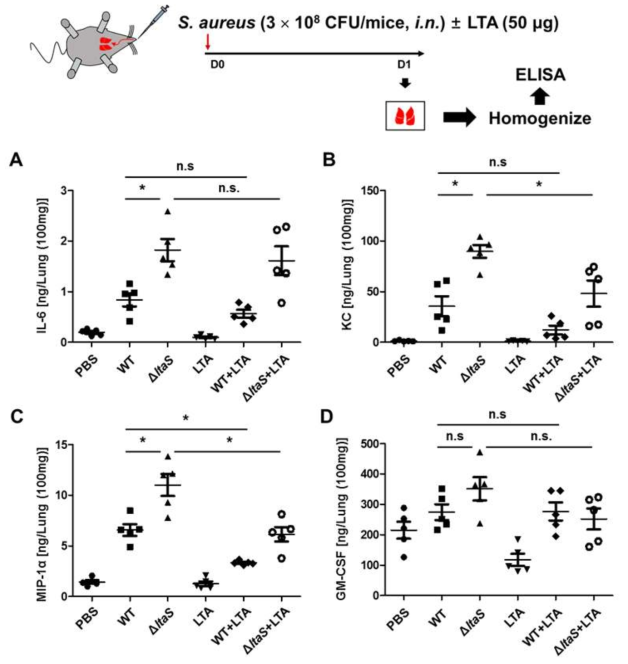 정제된 LTA의 병용주입에 따른 황색포도상구균의 생체 내 감염에서의 면역 활성화 양상 변화 연구 야생형, LTA 결손균주 단독처리 또는 병용처리시 마우스 폐 조직내 (A) IL-6, (B) KC, (C) MIP-1α, (D) GM-CSF 발현양상 비교