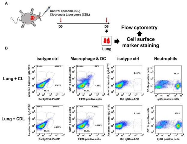 CDL을 통한 대식세포제거 마우스 모델 확립 연구 (A) 대식세포제거 마우스 모델 제작 모식도, (B) 특정세포 형광표지를 통한 유세포분석으로 대식세포제거 마우스 확인