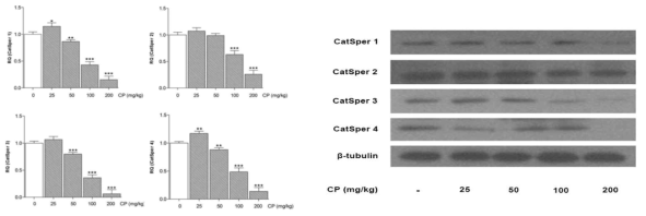 Effect of CP on CatSper protein expression in male mice testes. â-tubulin was used as internal control