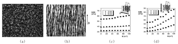 Arrangements of the particle chain: (a) without magnetic field and (b) in the magnetic field and strength of magnetorheological elastomer: when the magnetic field direction is (c) horizontal and (d) vertical with respect to the floor