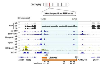 ChRO1 transcript의 위치와 크로마틴 상태, 성격 분석