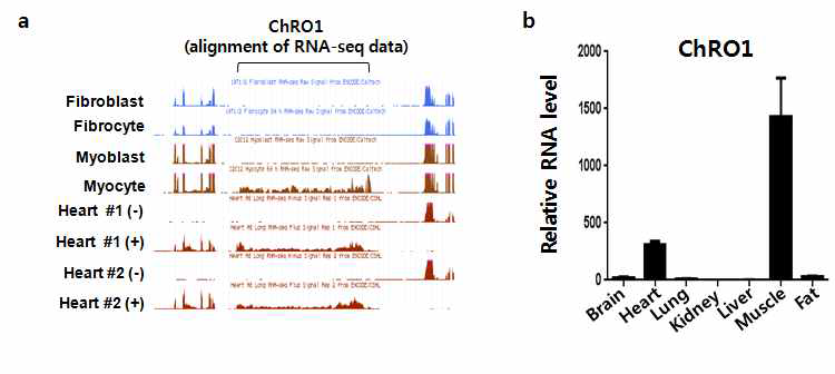 a. 다양한 세포에서의 RNA-seq 분석 결과, b. 쥐의 다양한 조직에서의 ChRO1 발현 분석