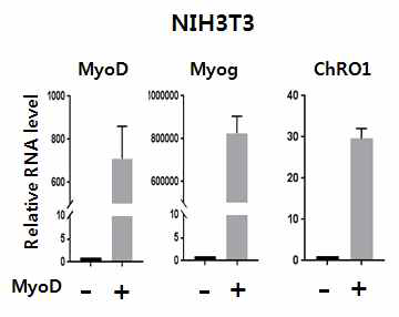 NIH3T3 세포에 근육분화 유도 후 ChRO1 발현 분석