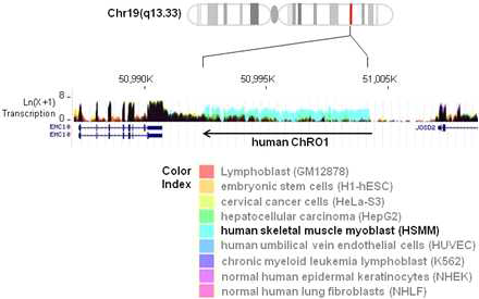 Human ChRO1의 위치와 근육 특이적인 발현양상