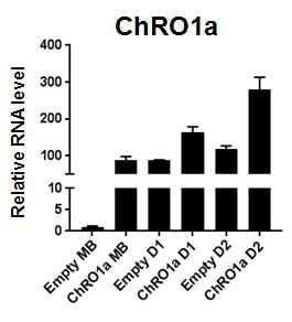 ChRO1a 과발현 세포주 확인