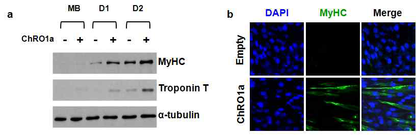 a. ChRO1a 과발현 시의 근육분화 관련 유전자들의 단백질 수준 b. ChRO1a 과발현 세포의 MyHC 발현 정도와 근관세포 형성 정도의 변화