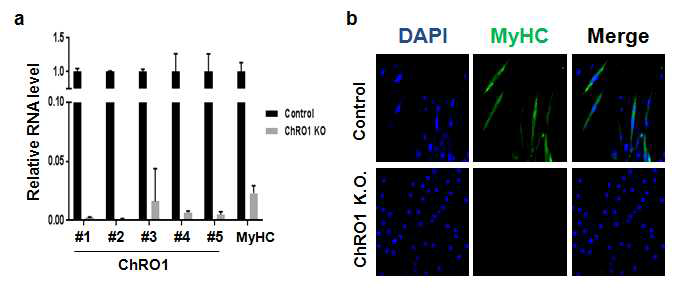 a. ChRO1 knockout 시의 ChRO1과 MyHC의 mRNA level b. ChRO1 knockout 시의 Myotube의 모양과 MyHC 단백질 수준 확인