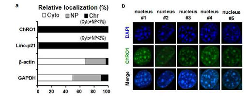 a. Biochemical cell fractionation을 통해 확인한 ChRO1의 세포 내 위치 b.ChRO1의 핵 내 위치를 확인하기 위한 RNA-FISH