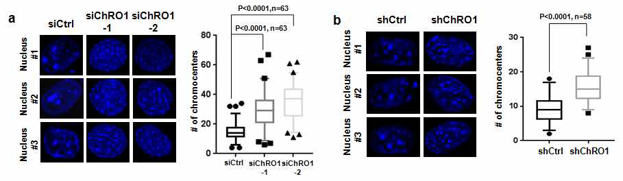 a. siRNA를 이용한 ChRO1 knockdown 시 chromocenter 개수의 변화 b. shRNA를 이용한 ChRO1 knockdown 시 chromocenter 개수의 변화