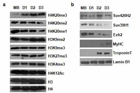 분화 전후에 다양한 histone modification과 전사인자들의 단백질 양 변화