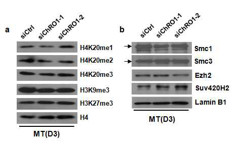 ChRO1 knockdown 시 histone modification과 전사인자들의 단백질 양 변화