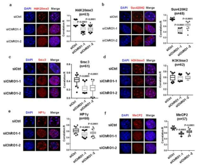 ChRO1 knockdown 시 다양한 histone modification과 전사인자들의 핵 내 분포 변화