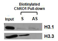 Biotinylated ChRO1a를 이용한 RNA pull-down assay