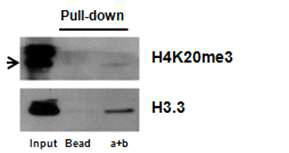 ChRO1을 타겟하는 biotinylated antisense probe를 이용한 RNA pull-down assay