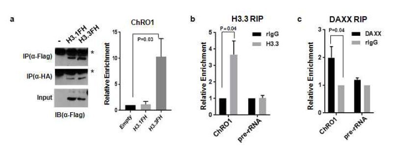 a,b. H3.3을 타겟하는 항체를 이용한 RNA-IP, c. DAXX 항체를 이용한 RNA-IP