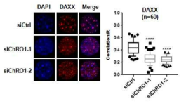 ChRO1 knockdown 시 DAXX의 핵 내 분포 변화
