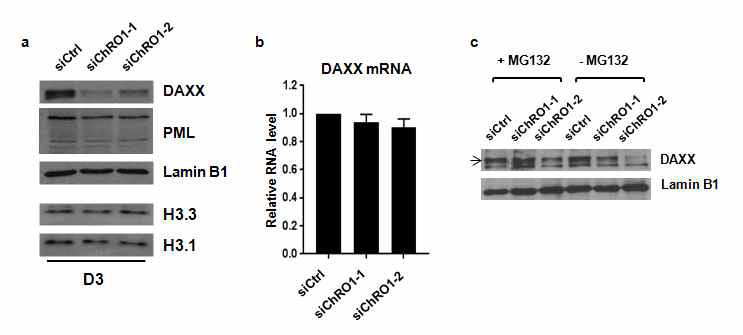 ChRO1 knockdown 시 DAXX의 발현량 변화와 MG132에 의한 회복