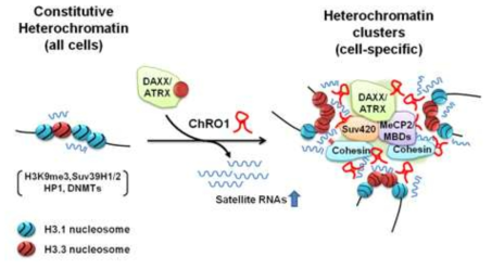 ChRO1이 chromocenter에서 heterochromatin clustering에 관여하는 기전 모델