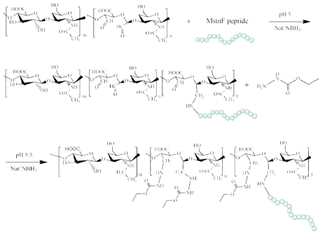 Schematic representation for the synthesis of HA-MstnF conjugate