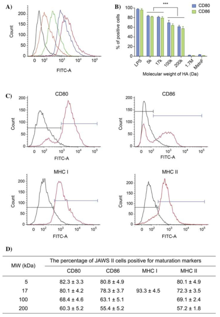 Effect of HA MW on in vitro maturation of DCs